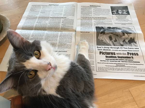 cat-newspaper.jpg