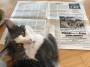 images:cat-newspaper.jpg