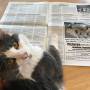 cat-newspaper.jpg